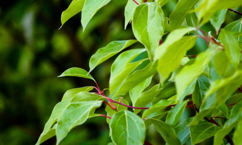 Jeunes rameaux de ravintsara aux pétioles rouges, plantation BETSARA à Madagascar