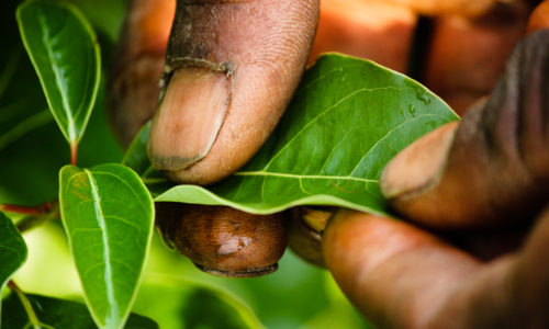 Mains d'un récolteur malgache cueillant une feuille de ravintsara à la main sur la plantation BETSARA