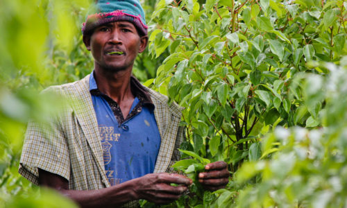 Récolteur malgache au milieu des ravintsara de la plantation BETSARA, Hauts Plateaux de Fianarantsoa