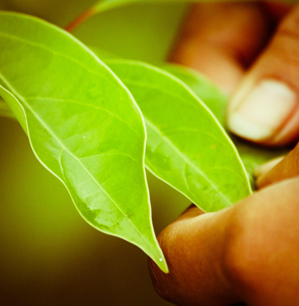 Deux feuilles de ravintsara tenues à la main, contrôle visuel de la récolte sur la plantation BETSARA