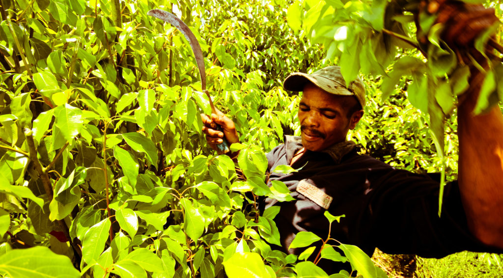 Récolteur malgache coupant des rameaux de ravintsara à la serpette sur la plantation BETSARA