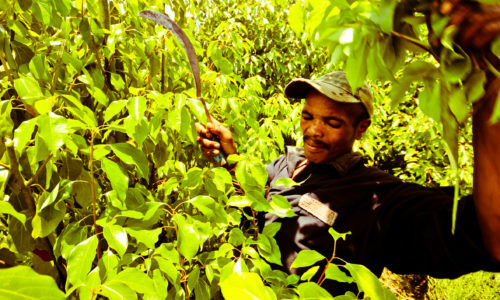 Récolteur malgache coupant des rameaux de ravintsara à la serpette sur la plantation BETSARA