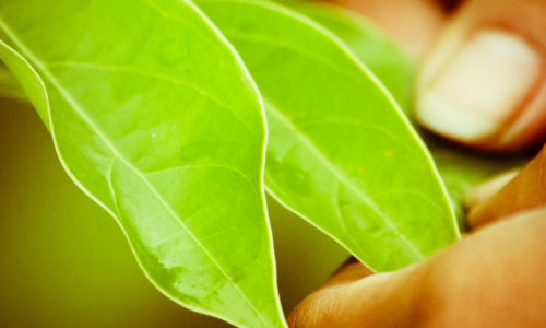 Deux feuilles de ravintsara tenues à la main, contrôle visuel de la récolte sur la plantation BETSARA