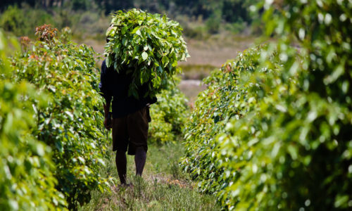 Récolteur portant une brassée de feuilles de ravintsara fraîches entre les rangs de la plantation BETSARA