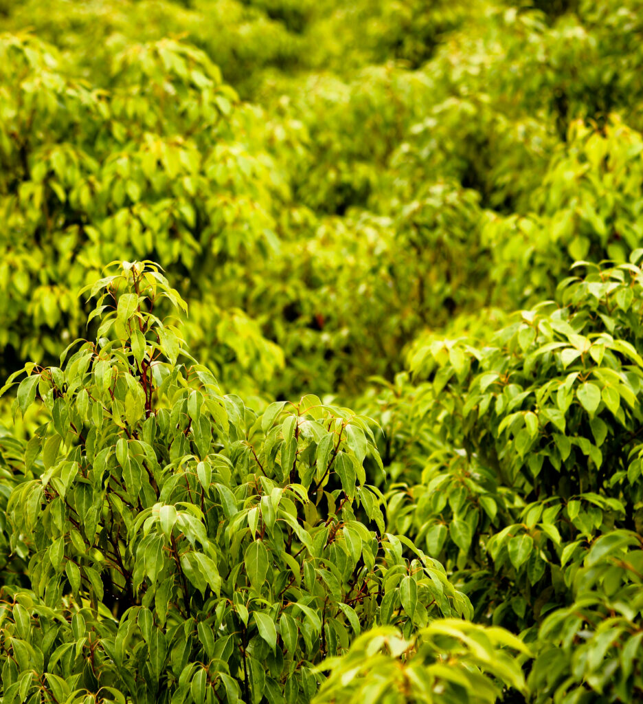 Rangs de ravintsara de la plantation BETSARA sur les Hauts Plateaux de Fianarantsoa, à 1 200 mètres d'altitude