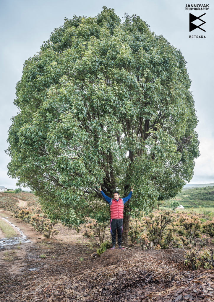 A quoi ressemble un arbre de ravintsara ?